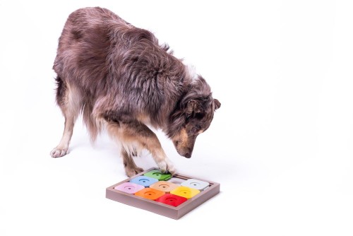 Sudoku Medium Expert Rainbow_pies łapka.jpg
